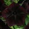 Петуния гибридная Petunia Debonair Collection black cherry -5 (драже) /Б7 - фото 4888