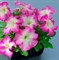 Петуния крупноцветковая F1 ТАНГО Rose morn - 10 шт /Б11 - фото 5056