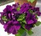 Петуния крупноцветковая ЛИМБО Deep Purple -10 сем/А12 - фото 5105