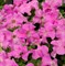Петуния крупноцветковая ЛИМБО Sweet pink -10 шт/А12 - фото 5106