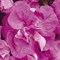 Петуния многоцветковая махровая F1 DUO lavender-10драже /Б6 - фото 5321