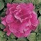 Петуния многоцветковая махровая F1 DUO rose-10драже /Б6 - фото 5325