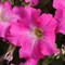 Петуния крупноцветковая DREAMS F1 Fuchsia-10драже/A11 - фото 5332