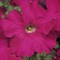 Петуния крупноцветковая DREAMS F1 Neon rose-10шт/A11 - фото 5334