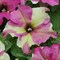 Петуния крупноцветковая СОФИСТИКА LIME ROSE BICOLOUR - 5драже /Б7 - фото 5372