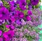 Петуния крупноцветковая F1 ТАНГО violet - 10 драже /Б11 - фото 5388