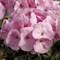 Пеларгония зональная BullsEye light pink-4шт /Г9 - фото 6138