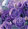 Эустома супермахровая Крома IV Lavender Imp - 5 драже /Э6 - фото 6337