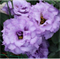 Эустома (Лизиантус) F1 Corelli II Lavender - 5драже /Э7 - фото 6601
