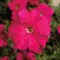 Петуния крупноцветковая TriTunia F1 Rose -10драже /Б14 - фото 6764