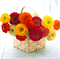 Цинния изящная F1 Sun Sunshine Mix - 5шт/В2 - фото 6815