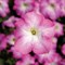 Петуния крупноцветковая TriTunia F1 Pink morn-10драже /Б14 - фото 6821