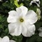 Петуния крупноцветковая TriTunia F1 White-10шт /Б14 - фото 6825