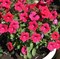 Петуния F1  Тайдал Вейв Черри-5драже/Б2.* 135