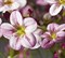 Камнеломка Арендса (Saxifraga x arendsii) Highlander Rose shades-10 шт   /Д12 - фото 7747