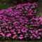 Бальзамин Уоллера Impreza violet -10шт /Г3 - фото 7857