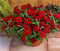 Цинния изящная Profusion red - 5 шт  /В1 4200 - фото 8399