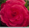 Бегония Нонстоп deep rose (драже)-5шт  /В12 - фото 8453