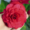 Бегония Нонстоп deep rose (драже)-5шт  /В12 - фото 8454