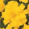 Бархатцы отклонённые Durango Yellow -10 шт/В5 - фото 8688