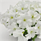Петуния крупноцветковая SUCCESS!® HD White -10 драже/А13 - фото 8786