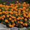 Цинния мариландская махровая ДАБЛ ЗАХАРА Bright Orange -5 шт/В1 - фото 8977