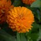 Цинния мариландская махровая ДАБЛ ЗАХАРА Bright Orange -5 шт/В2 - фото 8978