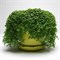 Мята почвопокровная Mini Mint - 5 мдр /Д1 - фото 9009