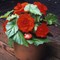 Бегония клубневая AmeriHybrid  Roseform Scarlet Orange - 5 драже /В9 - фото 9093