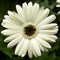 Гербера Bengal™ White with Eye - 5 шт/Б1 4423 - фото 9235