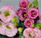 Эустома Doublini 1 Rose  - 5 драже  /Э5 - фото 9316