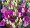 Эустома (Лизиантус) РОЗИТА 3 Purple Rose - 5 драже /Э2 - фото 9352