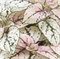 Гипоэстес листоколосниковый Конфетти Компакт микс-10 шт  /Д13 - фото 9496