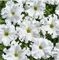 Петуния крупноцветковая бахромчатая АФРОДИТА F1 белая-10 драже /Б10 - фото 9612