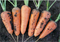 Морковь Рэд Кор - 1гр (профсемена) - фото 9672