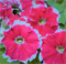 Петуния многоцветковая бахромчатая Kaliffo Cherry Rose  Picotee - 10 драже/Б12 - фото 9910