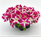 Петуния крупноцветковая SUCCESS!® HD Rose Star -10 драже/А13 - фото 9988
